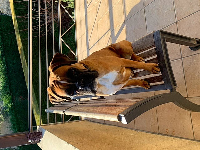 Olly participe au concours pour gagner de l'argent avec cette photo : boerboel, boxer, canidae, carnivore, companion_dog, dog, dog_breed, fawn, old_english_bulldog