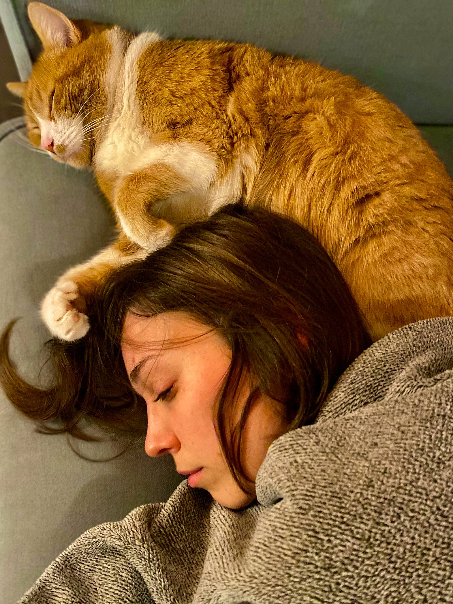 Michel participe au concours pour gagner de l'argent avec cette photo : brown_hair, carnivore, cat, comfort, companion_dog, couch, domestic_short_haired_cat, ear, fawn, felidae, fur, happy, human_leg, leg, linens, long_hair, sitting, small_to_medium_sized_cats, tail, whiskers