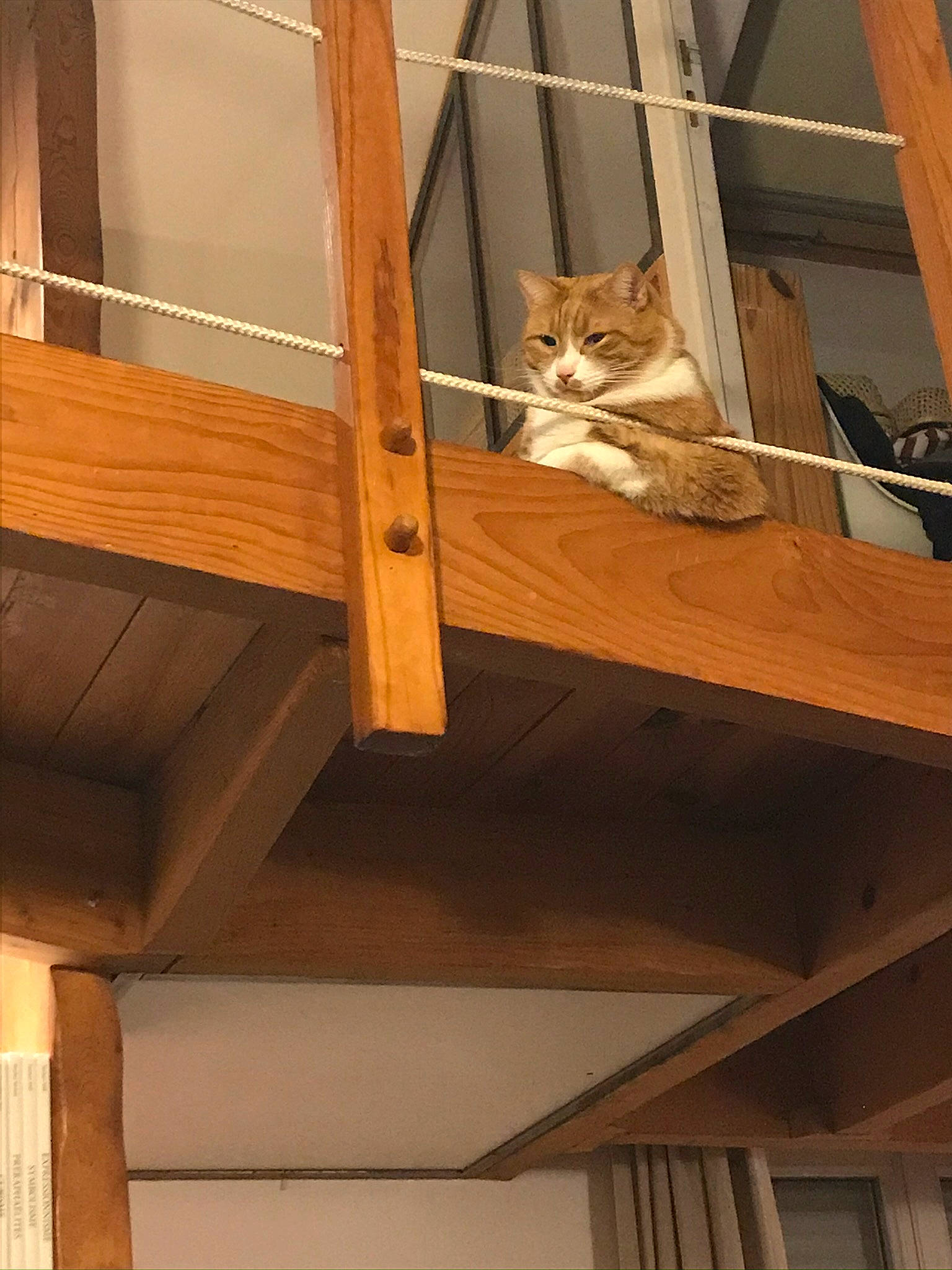 Michel a rejoint le concours — aidez-le/la à gagner de superbes lots ! beam, brown, carnivore, cat, ceiling, domestic_short_haired_cat, fawn, felidae, hardwood, lumber, plywood, roof, small_to_medium_sized_cats, tail, tints_and_shades, tree, whiskers, window, wood, wood_stain