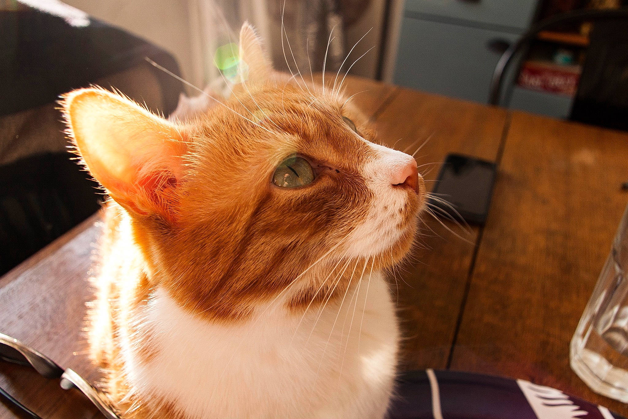 Michel a rejoint le concours — aidez-le/la à gagner de superbes lots ! cabinetry, carnivore, cat, cat_supply, claw, domestic_short_haired_cat, drawer, fawn, felidae, fur, hardwood, paw, pet_supply, small_to_medium_sized_cats, snout, tail, whiskers, window, wood