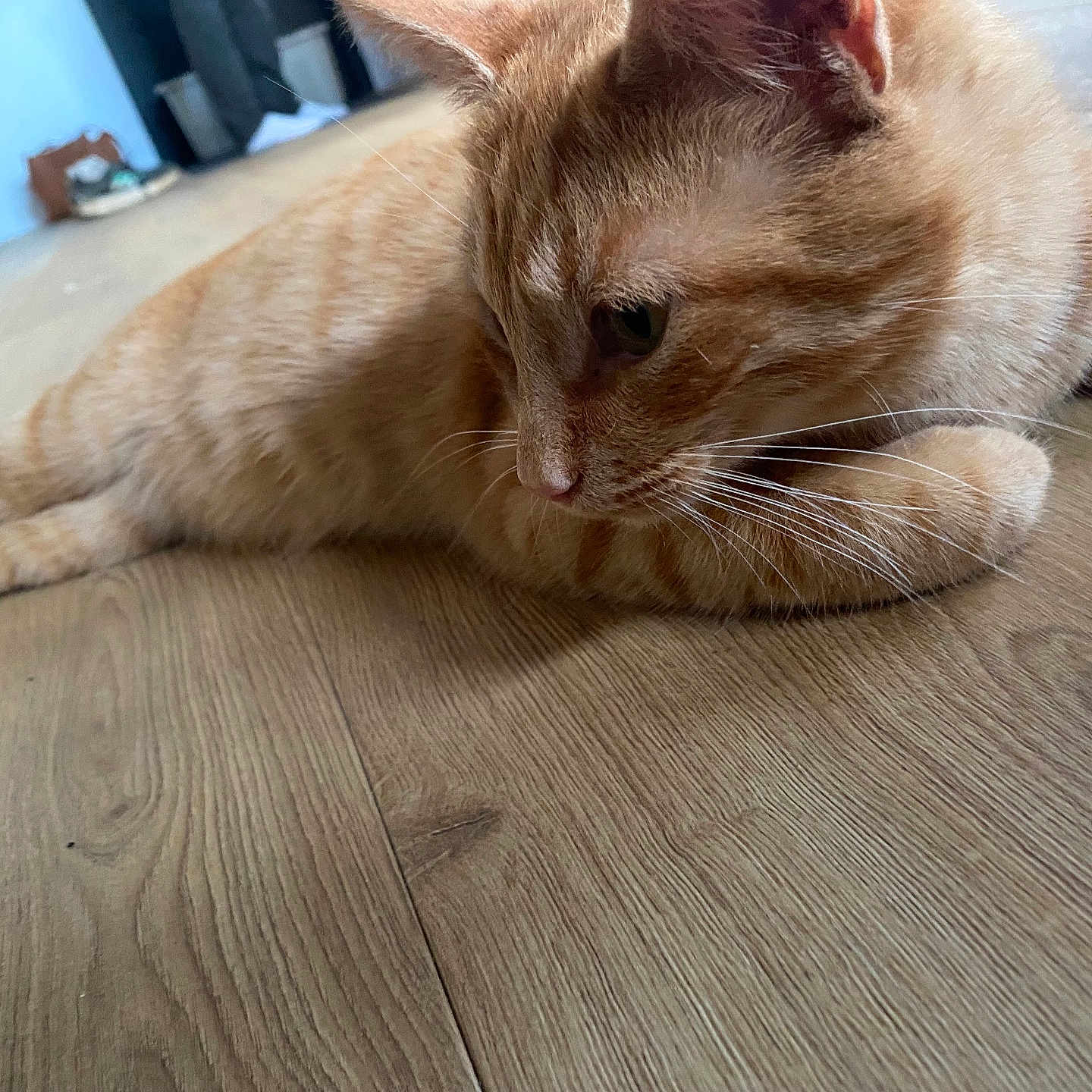 Rio a rejoint le concours — aidez-le/la à gagner de superbes lots ! animal, calm, cat, closeup, domestic_cat, ears, feline, fur, ginger_cat, home, indoor, laying_down, looking_down, paw, pet, quiet, relaxed, tabby, whiskers, wooden_floor