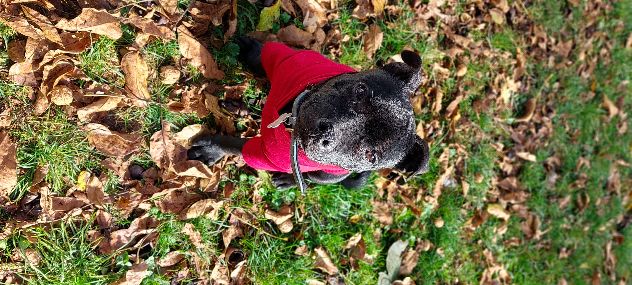 Baymax a rejoint le concours — aidez-le/la à gagner de superbes lots ! adventure, canidae, carnivore, collar, companion_dog, dog, dog_breed, dog_clothes, dog_collar, dog_supply, fashion_accessory, fawn, grass, groundcover, personal_protective_equipment, plant, snout, soil, sporting_group, working_animal