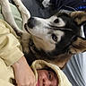 Pandora a rejoint le concours — aidez-le/la à gagner de superbes lots ! person, dog, husky, hoodie, indoor, floor, shoe, nike, slippers, casual_clothing, face, paw, black_and_white_dog, blanket, relaxed, lying_down, human, pet, companion, portrait
