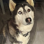Pandora participe au concours pour gagner de l'argent avec cette photo : dog, husky, heterochromia, indoor, pet, animal, canine, looking_up, fur, collar, floor, reflection, ears, eyes, black_and_white, portrait, sitting, domestic, mammal, companion