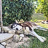 Pandora a rejoint le concours — aidez-le/la à gagner de superbes lots ! dog, husky, cat, grass, rocks, bush, outdoor, garden, relaxing, sunlight, pet, animal, nature, fence, tree, leaves, resting, daylight, calm, peaceful