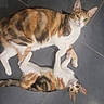 cat, calico, floor, tile, animal, pet, cute, paw, lying_down, two_cats, indoor, feline, looking_up, playful, domestic_animal, companionship, whiskers, ears, tail, fur