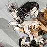 cat, kitten, calico_cat, feline, pet, indoor, couch, sofa, floral_pillow, resting, cute, animal, domestic_animal, fur, whiskers, paw, eyes, closeup, laying, relaxing