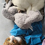 Quiksi a rejoint le concours — aidez-le/la à gagner de superbes lots ! cat, tabby_cat, calico_cat, sleeping, curled_up, blanket, plush_toy, stuffed_animal, indoor, cozy, resting, fur, pet, cute, animal, soft, relaxed, colorful, texture, companion