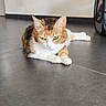 cat, calico_cat, pet, animal, indoor, floor, tile_floor, resting, laying_down, fur, whiskers, ears, green_eyes, domestic_cat, quiet, home, carrier, background, relaxed, alone