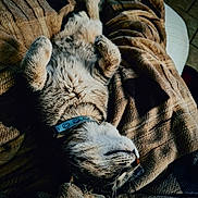 Willow is registered to the contest to win money with this photo: cat, sleeping, belly_up, blanket, cozy, collar, smiley_collar, pet, indoor, fur, whiskers, paws, nap, relaxed, closeup, portrait, bed, textile, stripes, cute