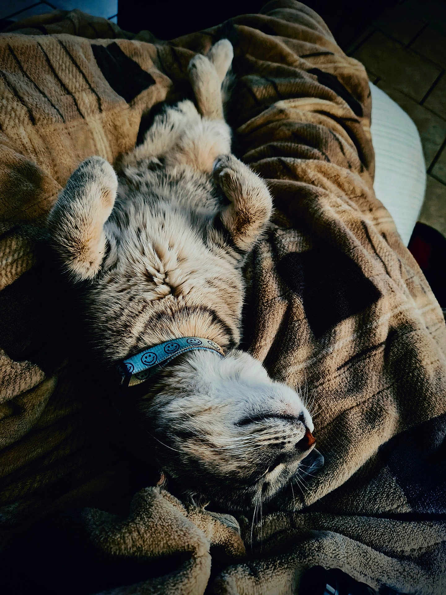 Willow is registered to the contest to win money with this photo: cat, sleeping, belly_up, blanket, cozy, collar, smiley_collar, pet, indoor, fur, whiskers, paws, nap, relaxed, closeup, portrait, bed, textile, stripes, cute