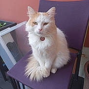 Ulysse participe au concours pour gagner de l'argent avec cette photo : cat, fluffy, white_cat, orange_cat, sitting, chair, purple_chair, indoor, pet, animal, fur, calm, looking_at_camera, domestic_cat, close_up, household, floor, plant_pot, background, pet_tag
