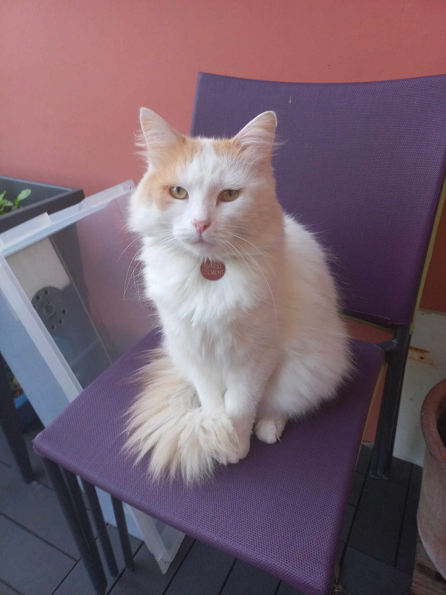 Ulysse participe au concours pour gagner de l'argent avec cette photo : cat, fluffy, white_cat, orange_cat, sitting, chair, purple_chair, indoor, pet, animal, fur, calm, looking_at_camera, domestic_cat, close_up, household, floor, plant_pot, background, pet_tag