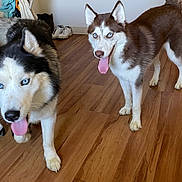 Felix is registered to the contest to win money with this photo: dog, siberian_husky, pet, animal, blue_eyes, indoor, wooden_floor, tongue_out, two_dogs, fur, canine, household, water_dispenser, shoes, curious, alert, mammal, companion_animal, domestic, playful