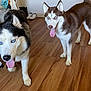 dog, siberian_husky, pet, animal, blue_eyes, indoor, wooden_floor, tongue_out, two_dogs, fur, canine, household, water_dispenser, shoes, curious, alert, mammal, companion_animal, domestic, playful