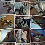 cat, tabby_cat, dog, collage, indoor, sleeping, lying_down, stretching, furniture, carpet, box, couch, floor, pet, cute, relaxed, animal, companion, fur, curious