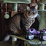 cat, tabby, cat_tree, sneakers, purple_shoes, blue_shoes, indoor, furniture, pet, fur, whiskers, animal, portrait, household, cozy, wooden_furniture, clock, photograph, pet_perch, curious