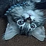 kitten, cat, pet, upside_down, collar, carpet, fur, whiskers, ears, eyes, cute, feline, indoor, animal, domestic, playful, closeup, small, adorable, mammal