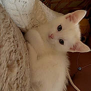 Jinx is registered to the contest to win money with this photo: animal, blanket, closeup, comfort, cozy, cute, domestic_cat, ears, fur, furry, indoor, kitten, pet, resting, sleepy, snuggling, soft, whiskers, white_cat, young