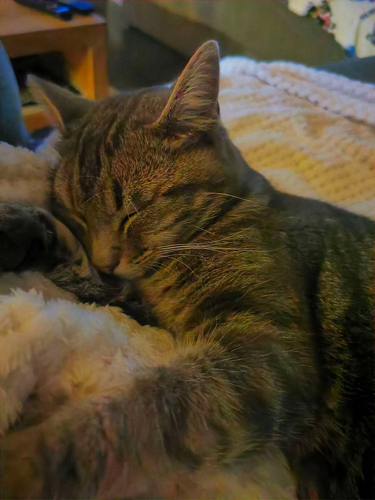 Izy participe au concours pour gagner de l'argent avec cette photo : carnivore, cat, claw, comfort, domestic_short_haired_cat, fawn, felidae, fur, nap, paw, sitting, small_to_medium_sized_cats, snout, tail, terrestrial_animal, whiskers, wildlife, wood