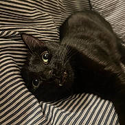 Topaze a rejoint le concours — aidez-le/la à gagner de superbes lots ! black_cat, cat, feline, pet, animal, whiskers, green_eyes, pointed_ears, fur, lying_down, relaxed, playful, indoor, bed, bedding, striped_fabric, close_up, portrait, sleeping_area, cozy