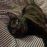 black_cat, cat, feline, pet, animal, whiskers, green_eyes, pointed_ears, fur, lying_down, relaxed, playful, indoor, bed, bedding, striped_fabric, close_up, portrait, sleeping_area, cozy