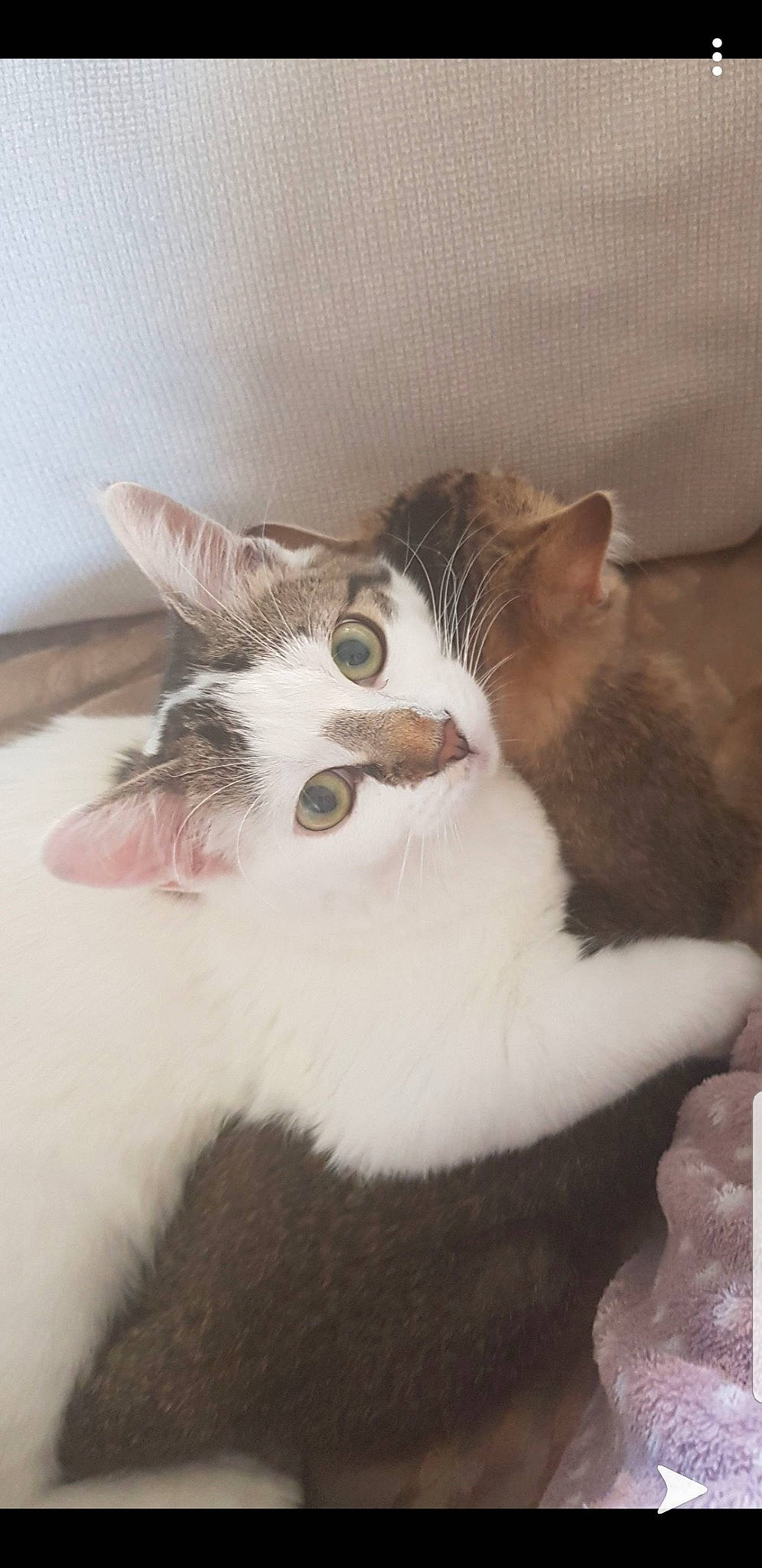 Rosette participe au concours pour gagner de l'argent avec cette photo : aegean_cat, american_wirehair, carnivore, cat, domestic_short_haired_cat, european_shorthair, felidae, kitten, mammal, polydactyl_cat, small_to_medium_sized_cats, turkish_van, whiskers