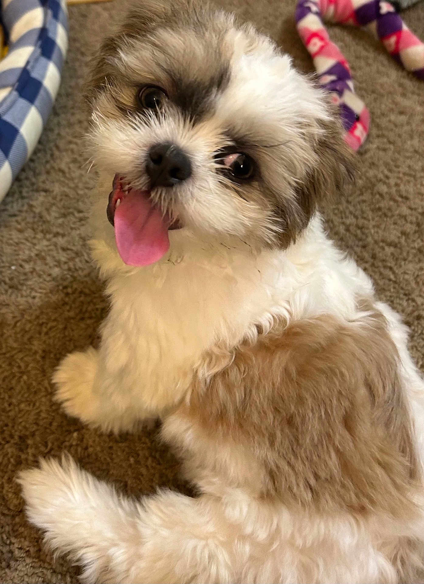 Chewy is registered to the contest to win money with this photo: puppy, dog, fluffy, tongue_out, carpet, indoor, pet, cute, playful, toy, animal, brown_and_white, small_dog, looking_up, happy, fur, sitting, close_up, companion, adorable