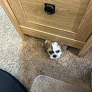 Chewy is registered to the contest to win money with this photo: puppy, dog, carpet, wooden_cabinet, floor, pet, small, cute, indoor, fur, eyes, nose, hiding, home, furniture, closeup, curious, animal, brown, white
