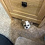 puppy, dog, carpet, wooden_cabinet, floor, pet, small, cute, indoor, fur, eyes, nose, hiding, home, furniture, closeup, curious, animal, brown, white