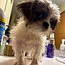 Chewy joined the competition — help win amazing prizes! puppy, wet, dog, bathroom, counter, fur, small, cute, disheveled, indoor, pet, animal, toiletries, bottle, white, brown, closeup, curious, standing, young