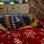 dog, sweater, blanket, snowflake_pattern, holiday_decor, stocking, elf_doll, television, remote_control, clock, couch, living_room, furniture, face_poster, indoor, relaxing, christmas, warm, decorations, sleeping_dog