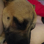 Hugo joined the competition — help win amazing prizes! dog, sleeping, close_up, pet, animal, brown_fur, resting, face, snout, paw, person, arm, indoors, cozy, relaxation, companion, domestic_animal, fur, cute, calm