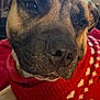 dog, close_up, red_sweater, cozy, indoor, pet, relaxed, sleepy, animal, fur, cute, portrait, warm, knitwear, face, snout, domestic_animal, brown, black, white_pattern