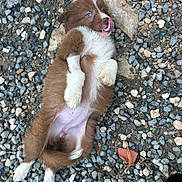 Bayka a rejoint le concours — aidez-le/la à gagner de superbes lots ! puppy, dog, brown, white, lying_down, gravel, outdoor, playful, tongue_out, cute, fluffy, young, pet, animal, relaxed, nature, ground, nose, fur, small