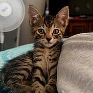 Ivy is registered to the contest to win money with this photo: animal, blanket, brown_fur, cat, couch, cozy, ears, fan, front_paws, green_eyes, indoors, kitten, living_room, pet, portrait, sitting, striped_fur, tabby, television, whiskers