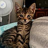 animal, blanket, brown_fur, cat, couch, cozy, ears, fan, front_paws, green_eyes, indoors, kitten, living_room, pet, portrait, sitting, striped_fur, tabby, television, whiskers