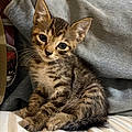 Savannah M.