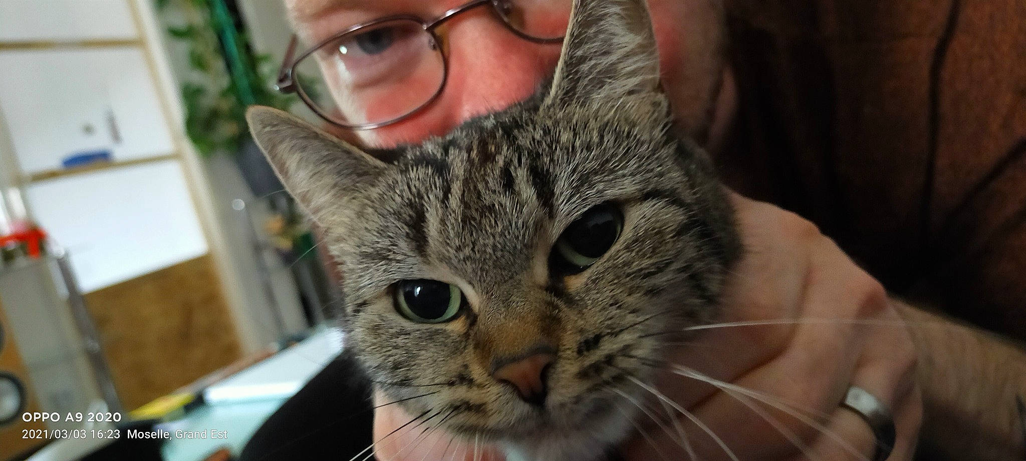 Jade participe au concours pour gagner de l'argent avec cette photo : carnivore, cat, claw, close_up, comfort, domestic_short_haired_cat, ear, eyewear, felidae, fur, glasses, organ, paw, photography, sitting, small_to_medium_sized_cats, snout, vision_care, whiskers, wildlife