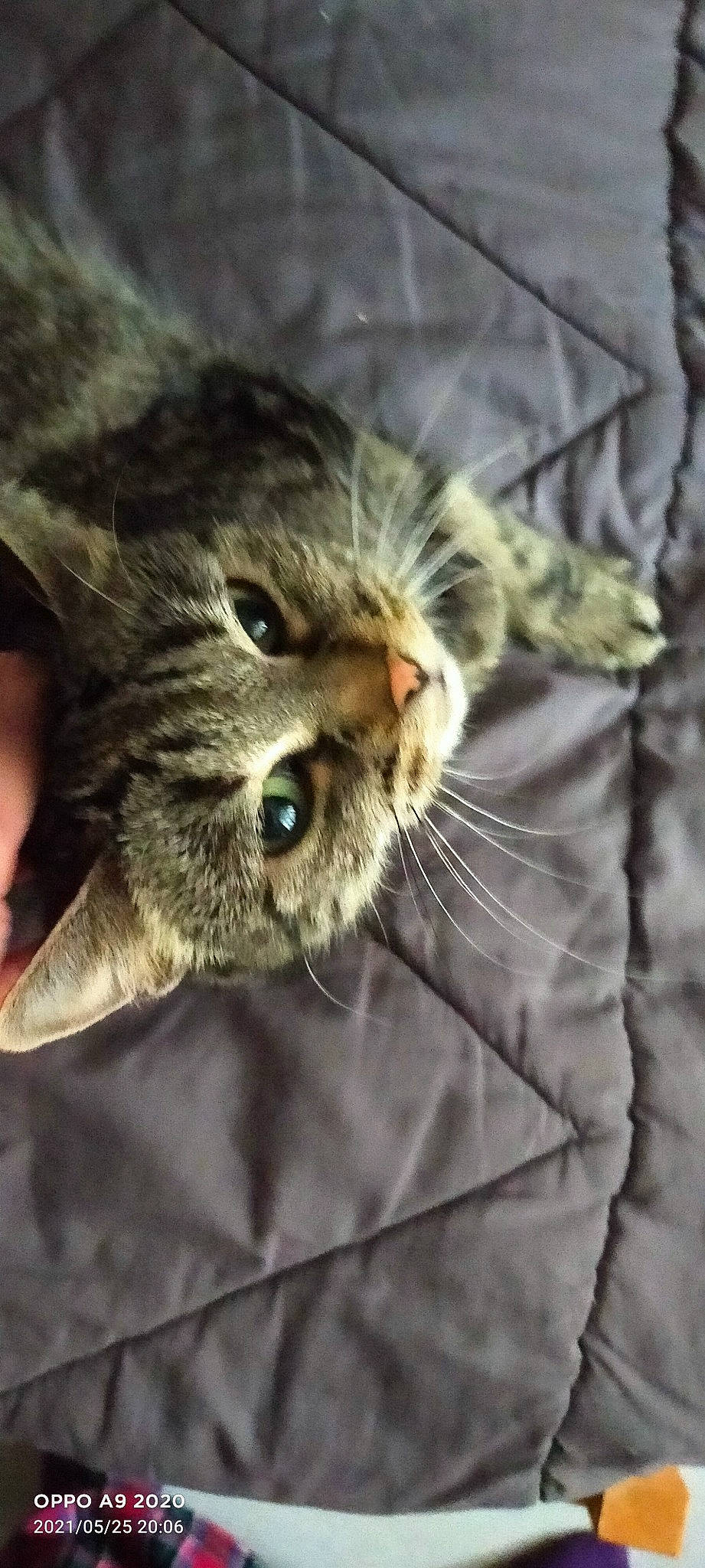 Jade a rejoint le concours — aidez-le/la à gagner de superbes lots ! carnivore, cat, claw, close_up, cloud, comfort, domestic_short_haired_cat, ear, felidae, fur, grey, linens, paw, small_to_medium_sized_cats, snout, terrestrial_animal, whiskers