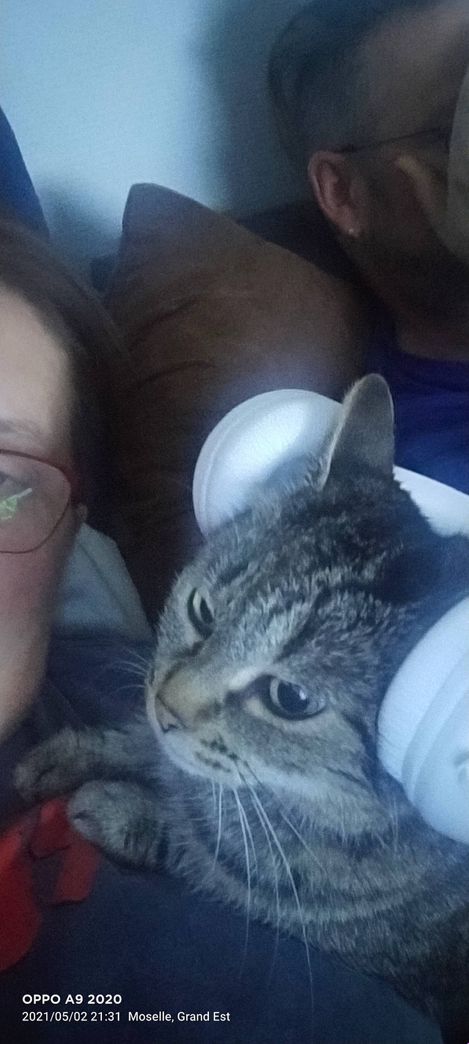 Jade a rejoint le concours — aidez-le/la à gagner de superbes lots ! carnivore, cat, comfort, domestic_short_haired_cat, ear, eye, eyewear, felidae, fur, grey, happy, interaction, iris, jaw, mammal, nose, selfie, small_to_medium_sized_cats, snout, whiskers