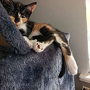 Bella a rejoint le concours — aidez-le/la à gagner de superbes lots ! kitten, cat, calico, fur, paw, tail, cat_tree, fuzzy, cozy, indoor, pet, animal, cute, relaxed, curious, resting, small, whiskers, claws, window