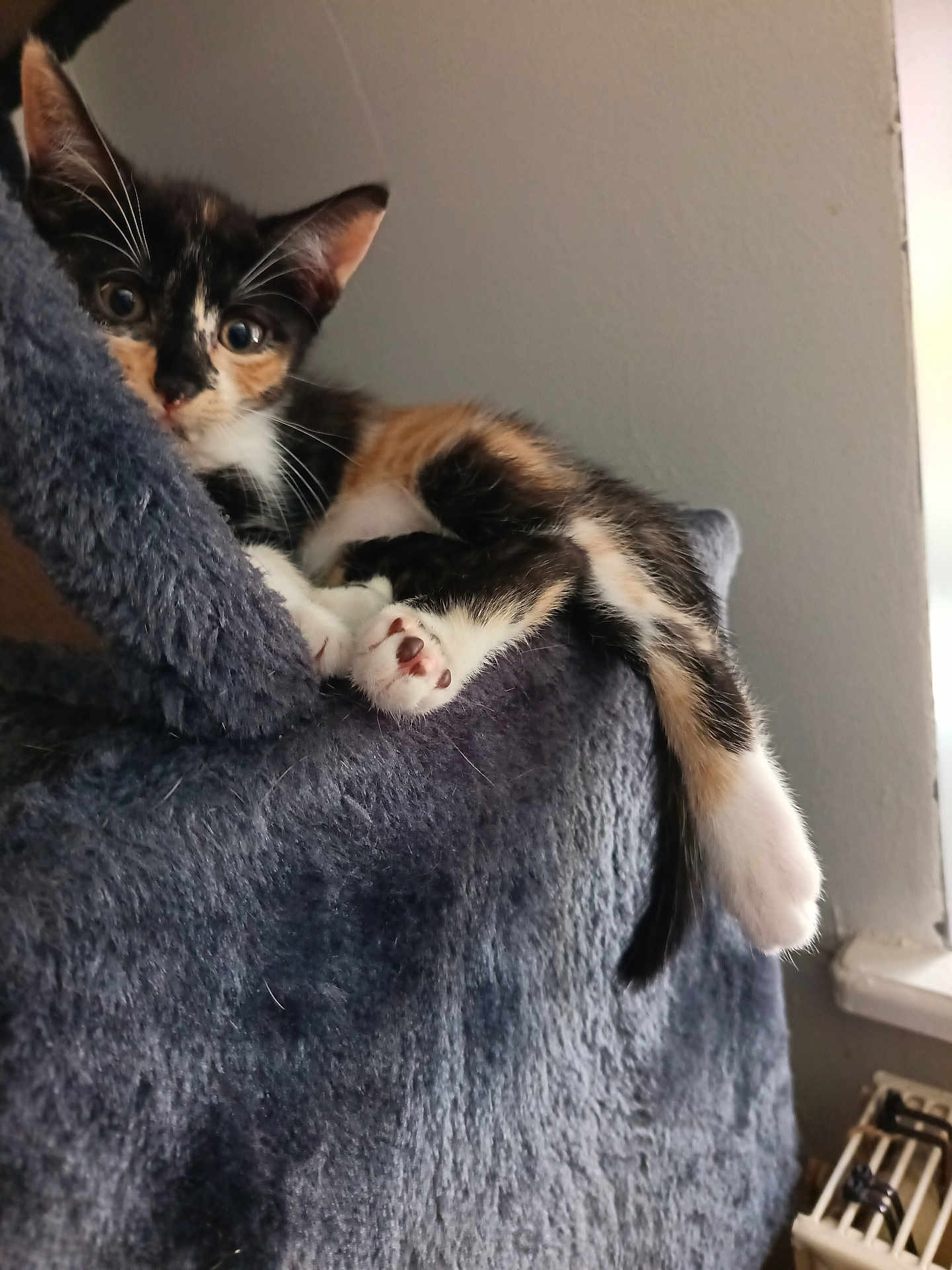 Bella a rejoint le concours — aidez-le/la à gagner de superbes lots ! kitten, cat, calico, fur, paw, tail, cat_tree, fuzzy, cozy, indoor, pet, animal, cute, relaxed, curious, resting, small, whiskers, claws, window