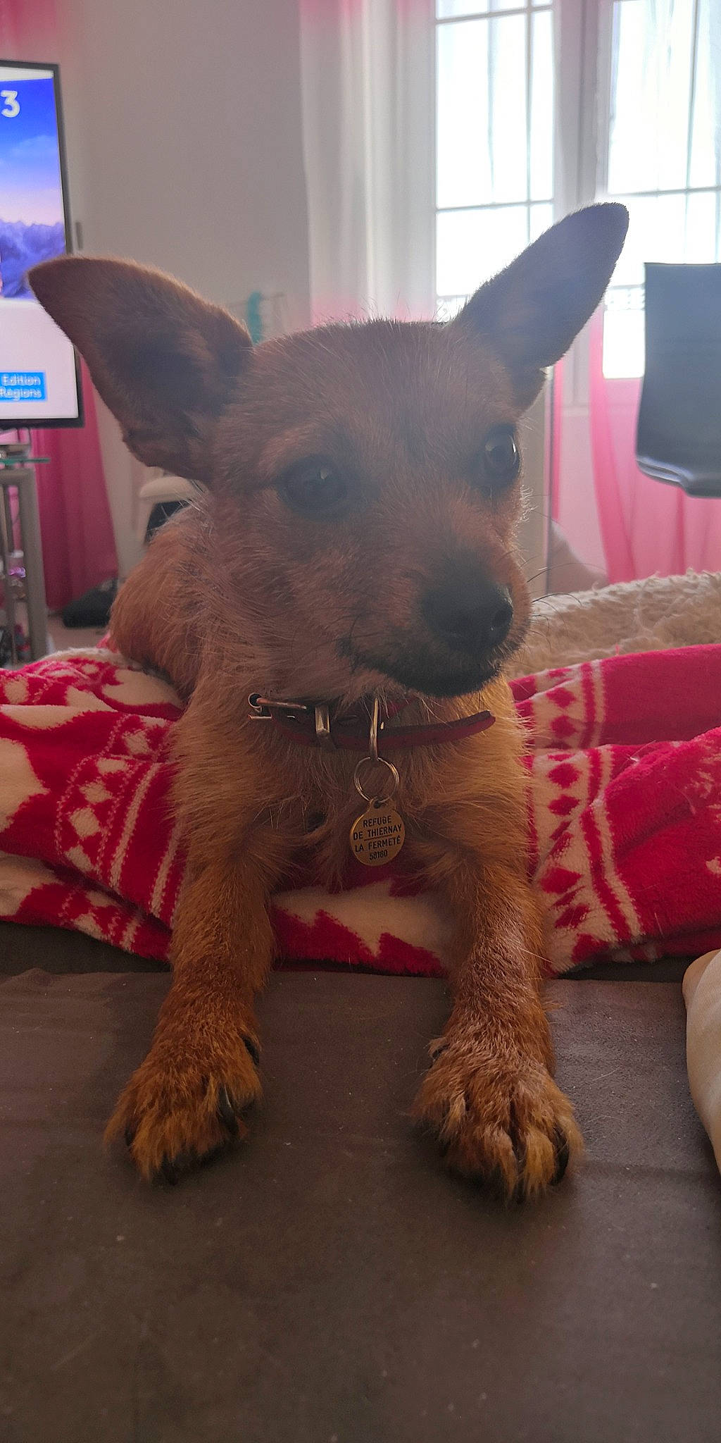 Lia participe au concours pour gagner de l'argent avec cette photo : canidae, carnivore, dog, dog_breed, fawn, mammal, rare_breed_dog, snout, vertebrate