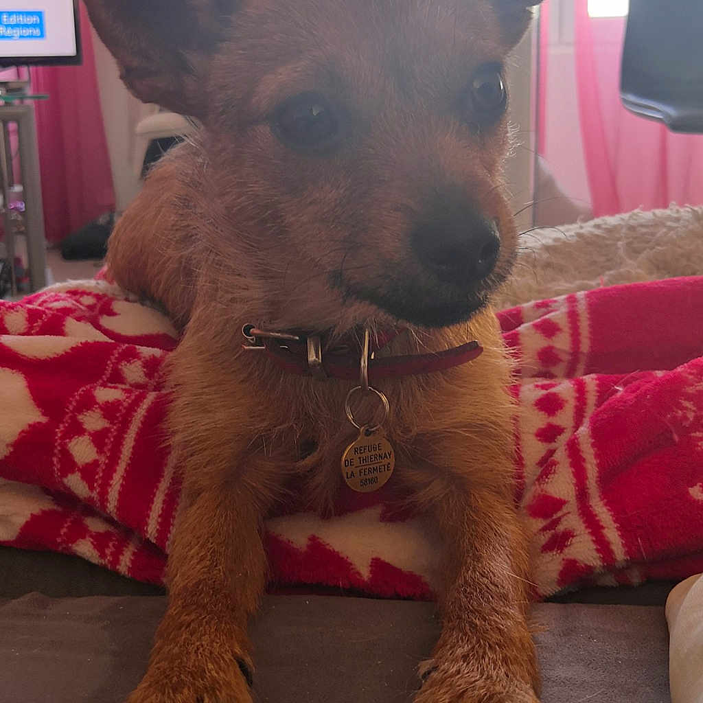 Lia