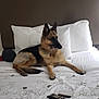 Ellie joined the competition — help win amazing prizes! animal, bed, black, blanket, brown, canine, collar, comfort, dog, fur, geometry, german_shepherd, home, indoor, looking_away, pattern, pet, pillow, resting, white