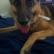 Ellie joined the competition — help win amazing prizes! animal, black, blanket, brown, canine, close_up, companion, dog, domestic_animal, ears, fur, german_shepherd, home, indoor, living_room, lying_down, pet, resting, television, tongue_out