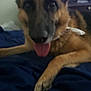 animal, black, blanket, brown, canine, close_up, companion, dog, domestic_animal, ears, fur, german_shepherd, home, indoor, living_room, lying_down, pet, resting, television, tongue_out