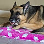 Ellie is registered to the contest to win money with this photo: animal, blanket, canine, cat_pattern, comfortable, cozy, cute, dog, domestic, ears, floor, fur, german_shepherd, indoor, lying_down, pet, pink, portrait, resting, smiling
