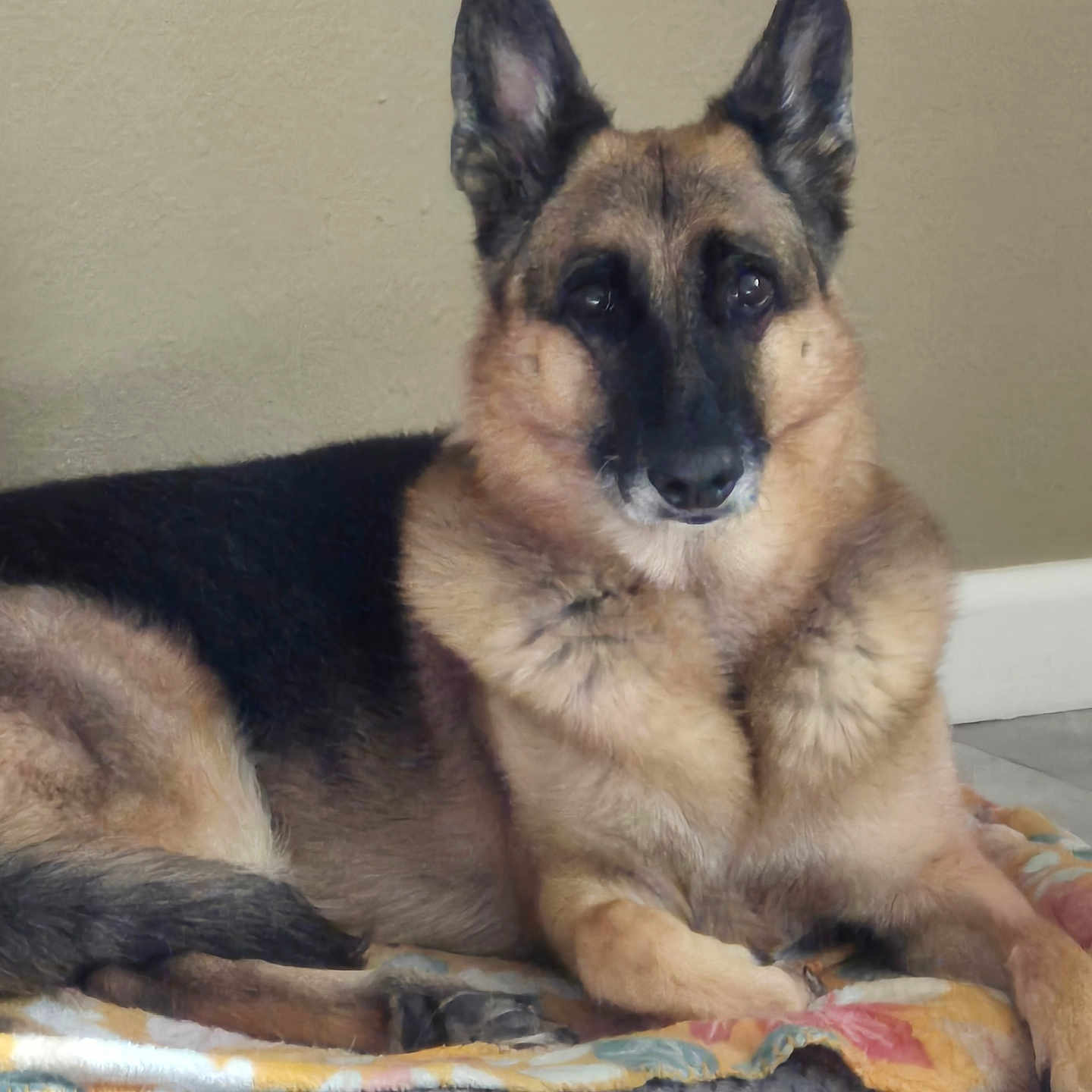 Ellie joined the competition — help win amazing prizes! animal, bed, blanket, calm, canine, dog, domestic_animal, ears, eyes, face, fur, german_shepherd, indoor, lying_down, muzzle, paw, pet, quiet, resting, tile_floor